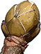 acer-pseudoplatanus-button.jpg
