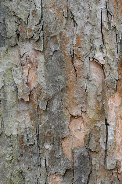 acer_pseudo_borke