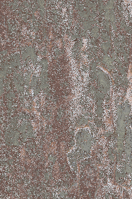acer_pseudo_borke