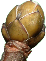 acer_pseudo_button