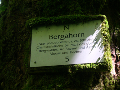 acer_pseudo_feldberg