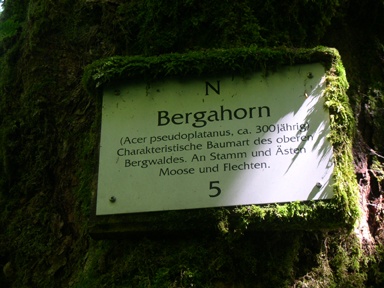 acer_pseudo_feldberg