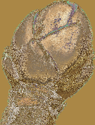 acer_pseudo_knospe