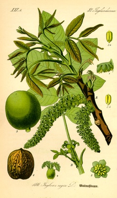 juglans_regia
