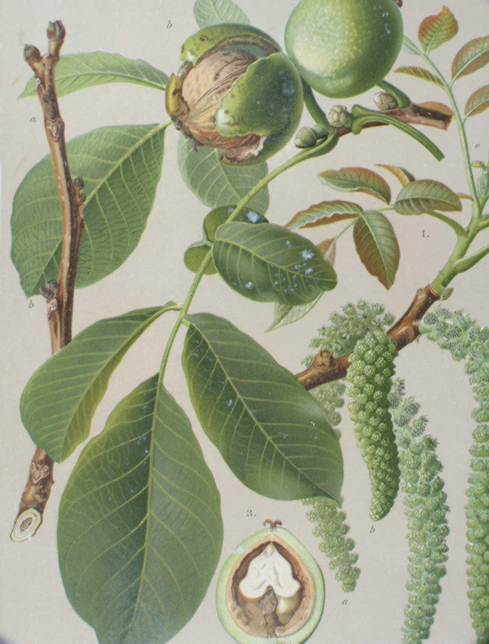 juglans_regia2