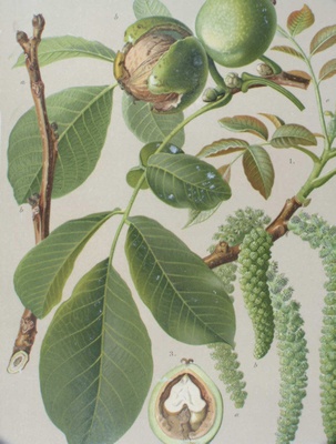 juglans_regia2