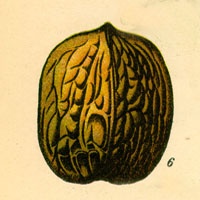 nusschale