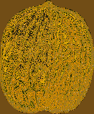 nussschale_trans