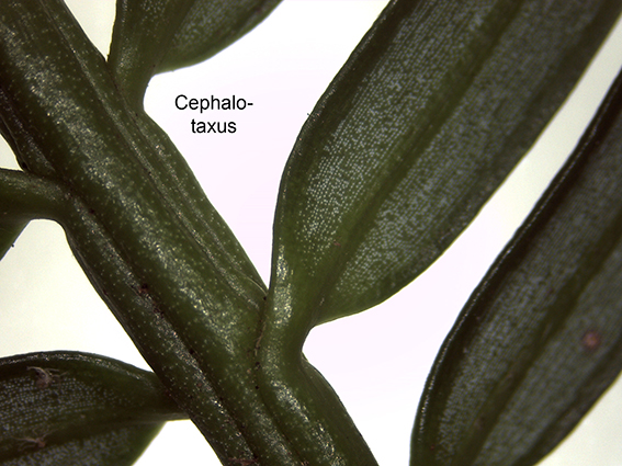 Cephalotaxus