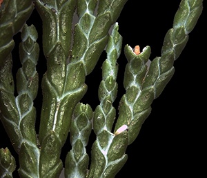 Chamaecyparis Blattunterseite