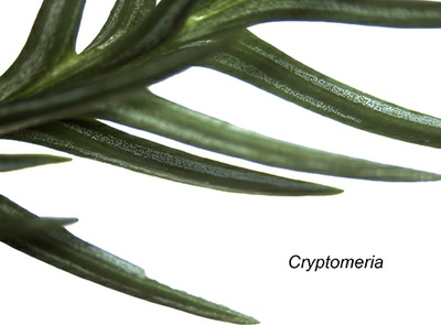 Cryptomeria_japonica