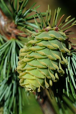 Larix_kaempferiZapfen