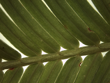 Metasequoia_glyptostroboides