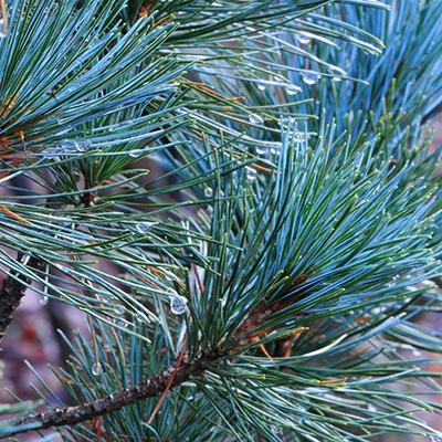 Pinus_cembra