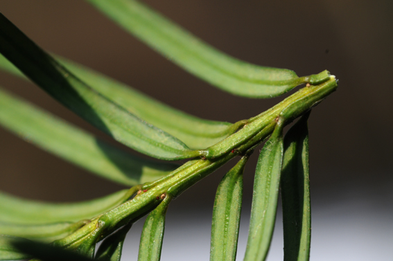 taxus_baccata_nadelunter