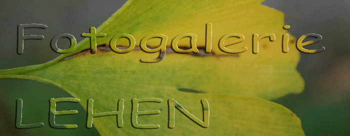 fotogalerie_lehen