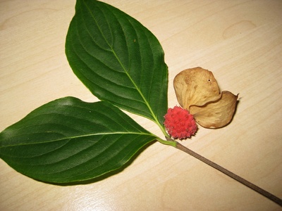 Cornus_kousa