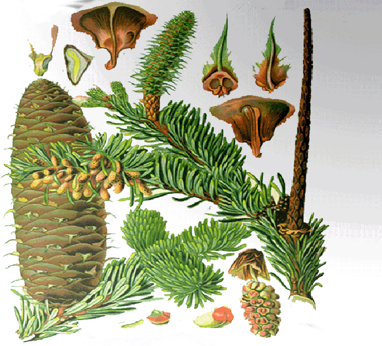 abies-kreis