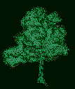 baum1.gif