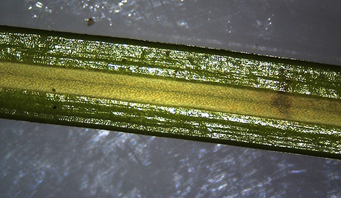Sciatopitys-Nadelrinne