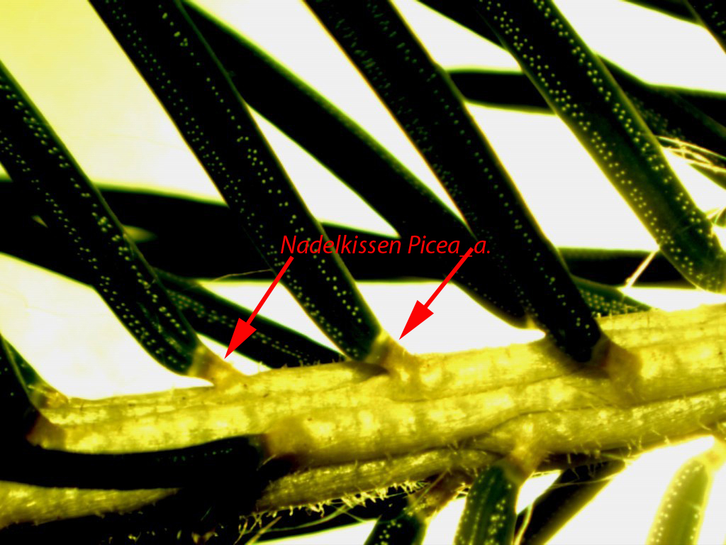 nadelkissen_Picea_a.jpg — Forstbotanik