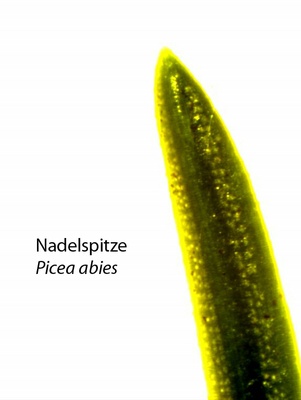 nadelspitze_Picea_a.jpg